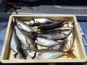 アジ(マアジ)・イサキ