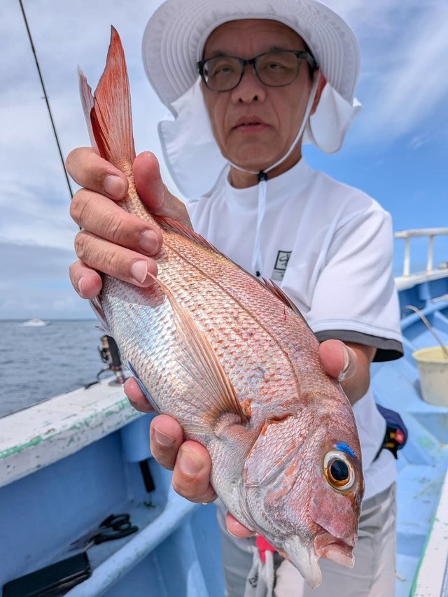 マダイ