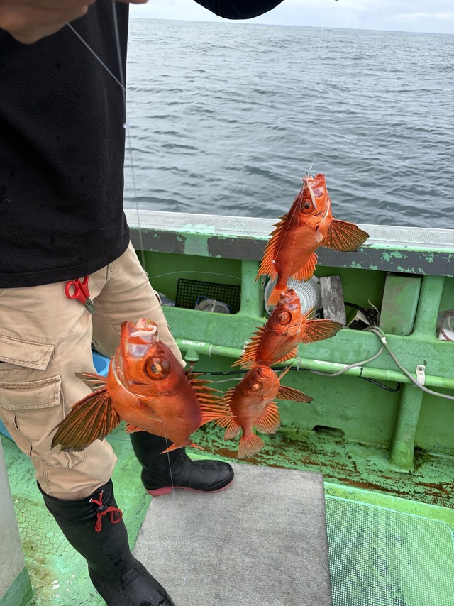チカメキントキ35cm!15匹!の釣果|2026年8月15日|健清丸(茨城/大洗港)|釣割