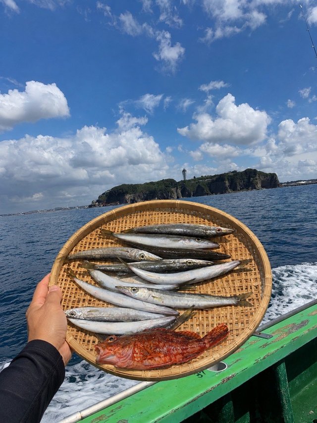 カマス(アカカマス)