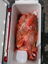 オニカサゴ