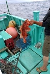 オニカサゴ