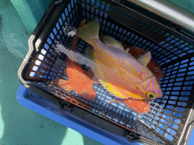 アカイサギ(アカイサキ)・オニカサゴ・ウッカリカサゴ