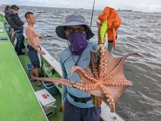マダコ