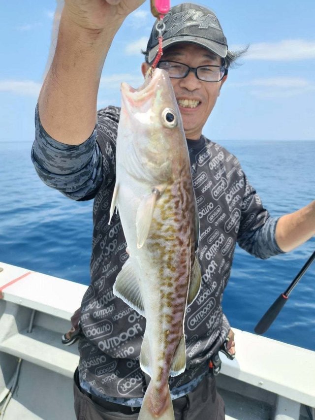 タラ(マダラ)