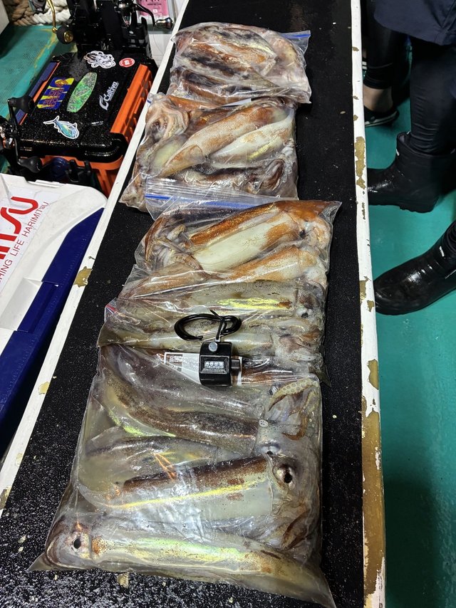 スルメイカ