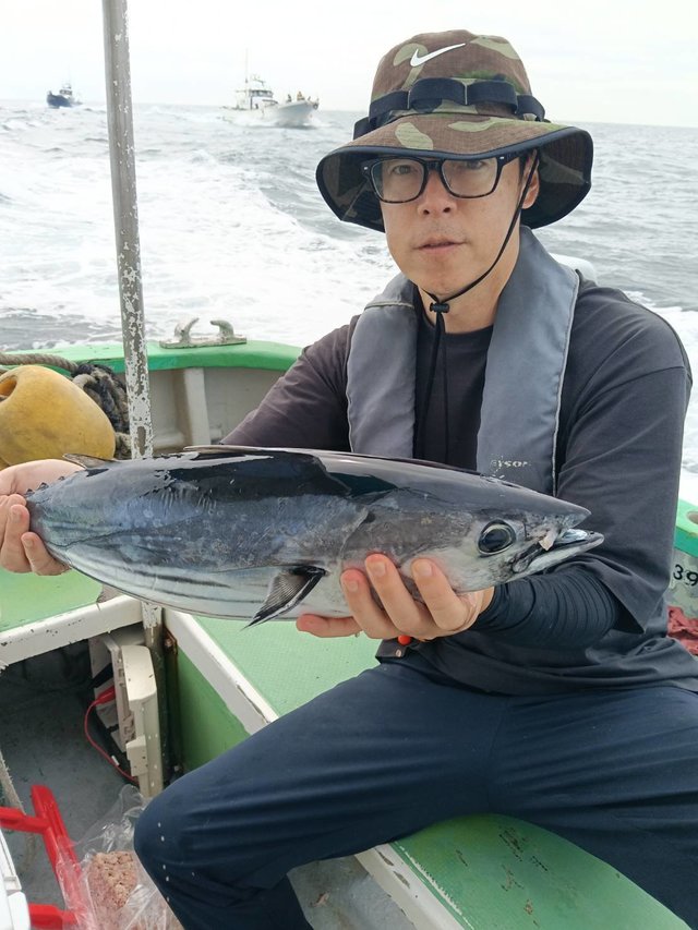 カツオ