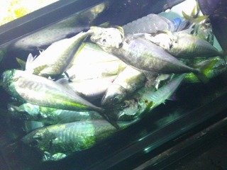 アジ(マアジ)