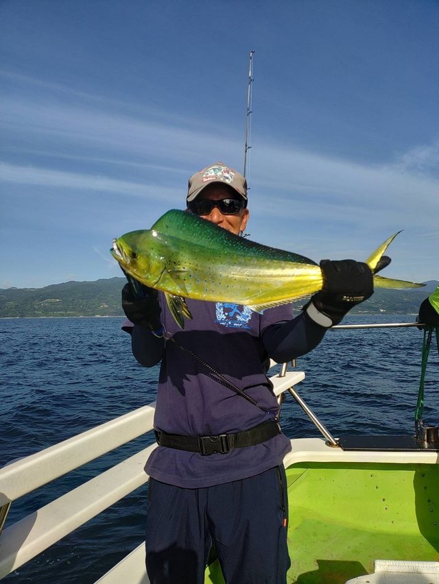 シイラ