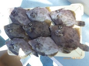 カワハギ