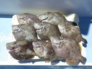 カワハギ