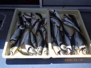 アジ(マアジ)