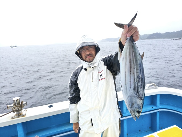カツオ