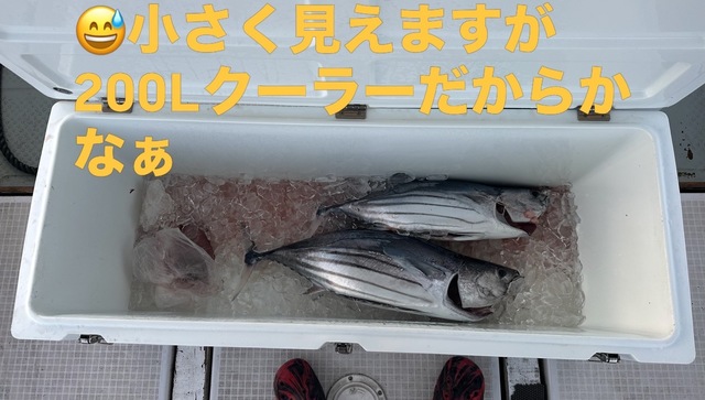 カツオ