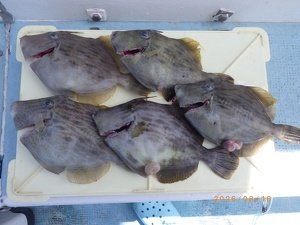 カワハギ