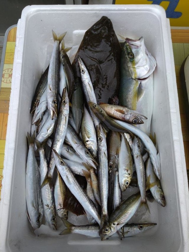 カマス(アカカマス)