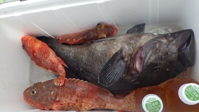 オニカサゴ・クロソイ