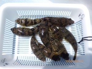 フグ(ショウサイフグ)