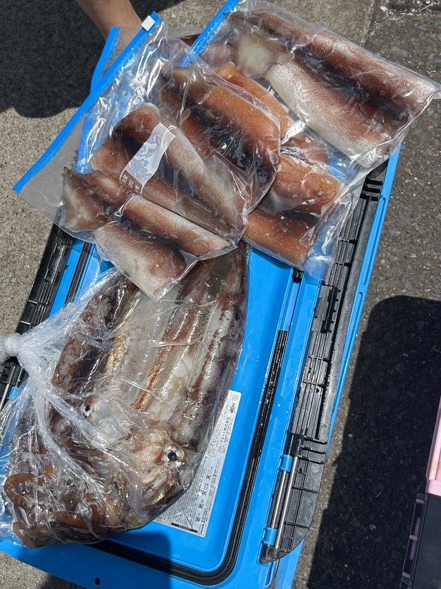 スルメイカ