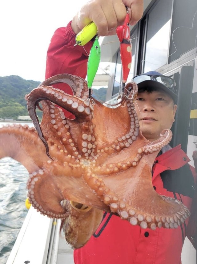 タコ(マダコ)