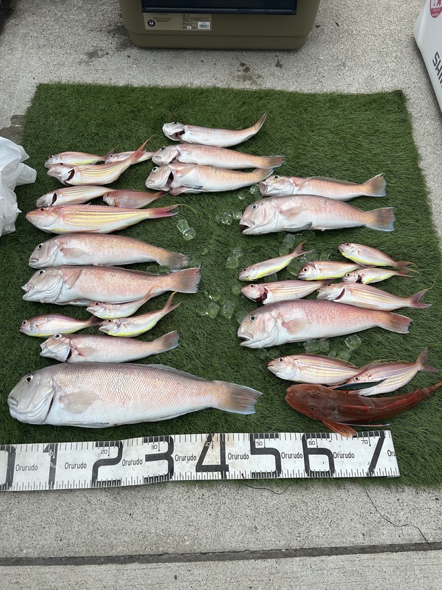 シロアマダイ