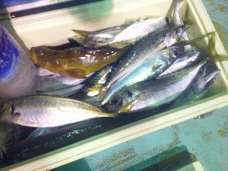 アジ(マアジ)・アカイカ(ケンサキイカ)
