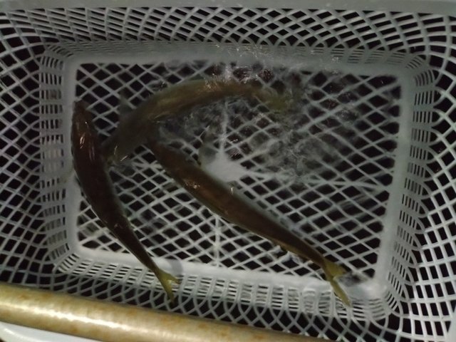 アジ(マアジ)
