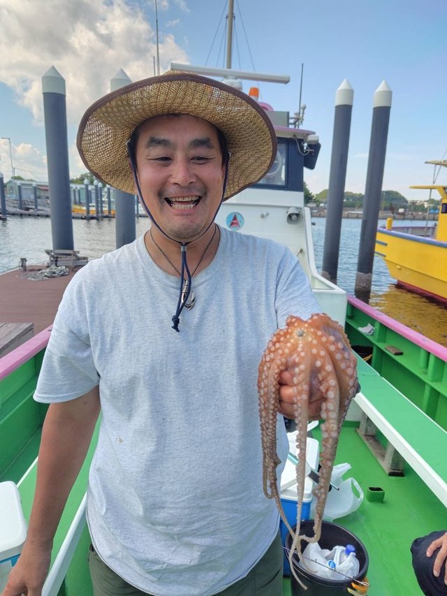 マダコ