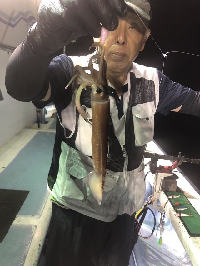 ムギイカ(スルメイカ)