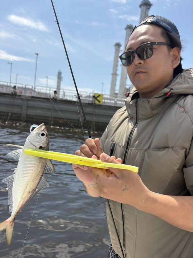 アジ(マアジ)