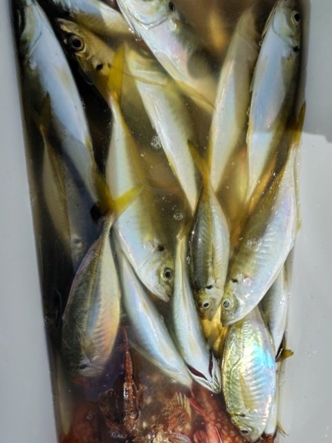 アジ(マアジ)