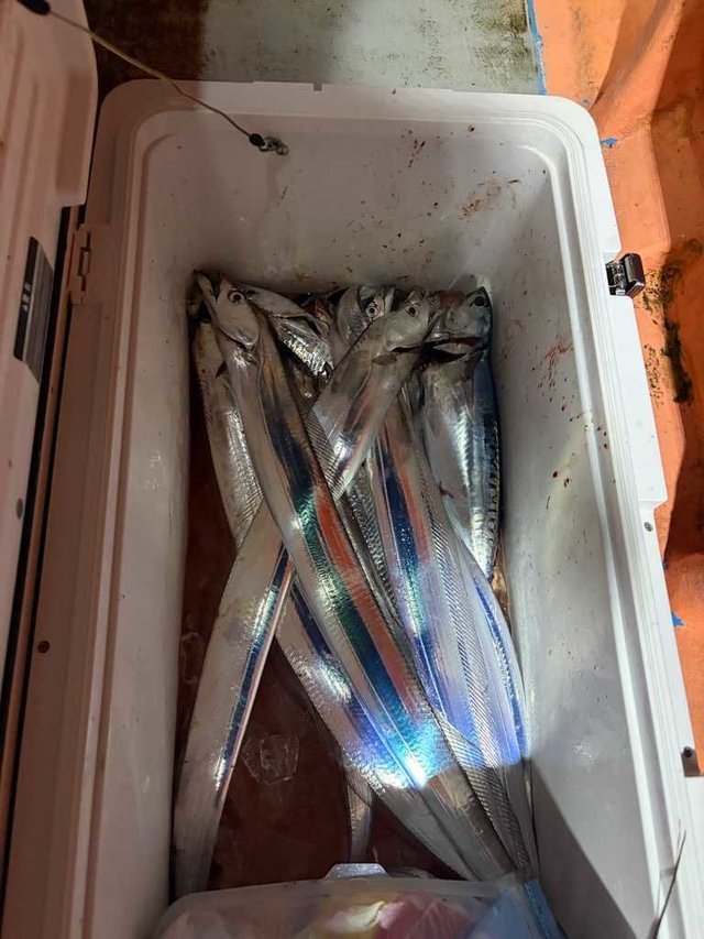 ソーダ(ヒラソウダ)・タチ(タチウオ)