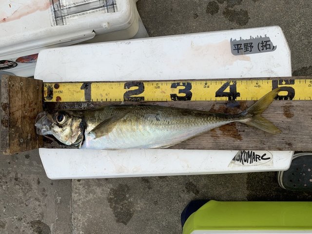 アジ(マアジ)