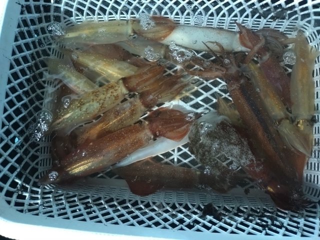 ケンサキイカ・スルメ(スルメイカ)