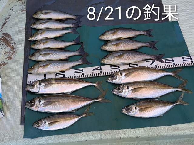 マアジ・イサキ