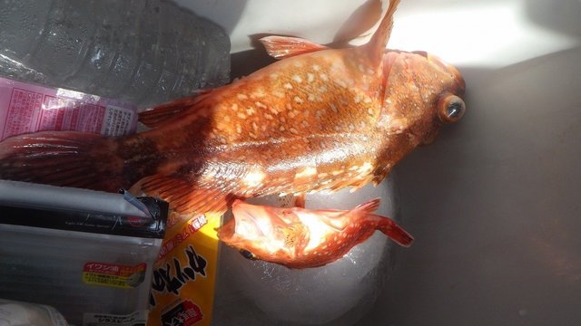 ウッカリカサゴ