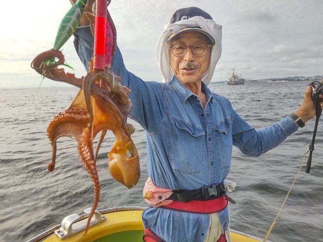 マダコ