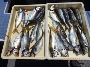 アジ(マアジ)