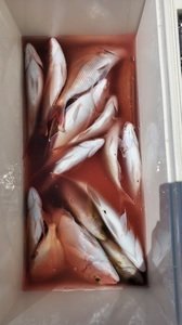 ハナダイ(チダイ)・イサキ