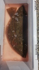 ヒラメ