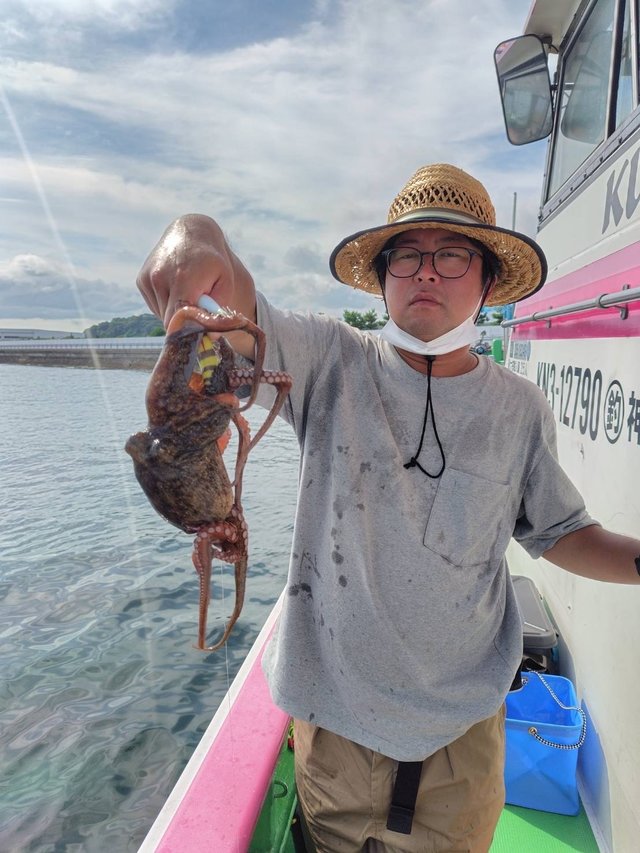 マダコ