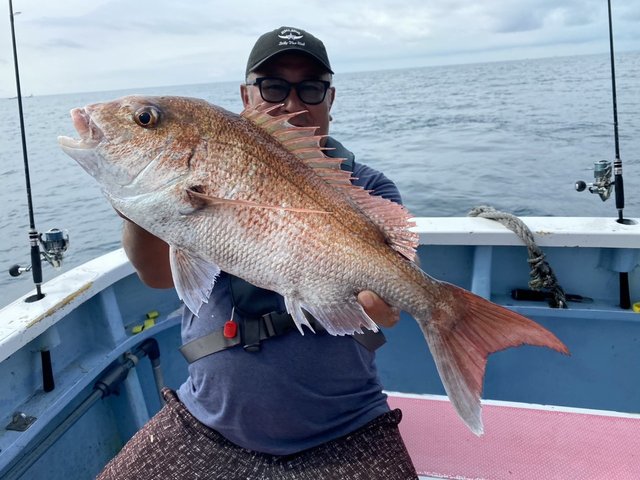 マダイ