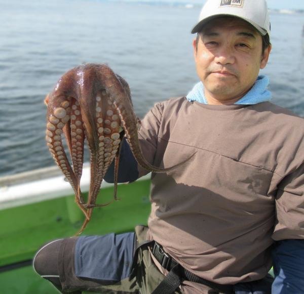 マダコ