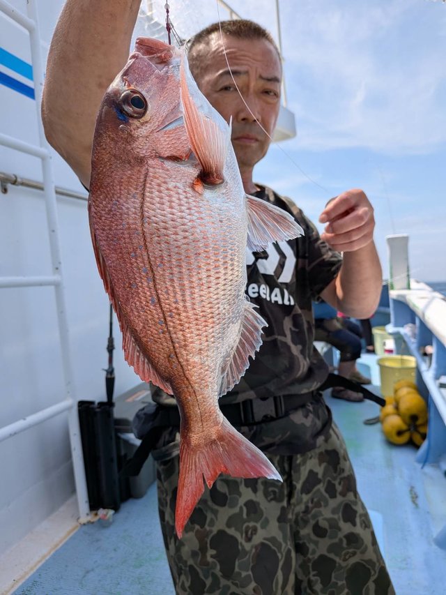 マダイ