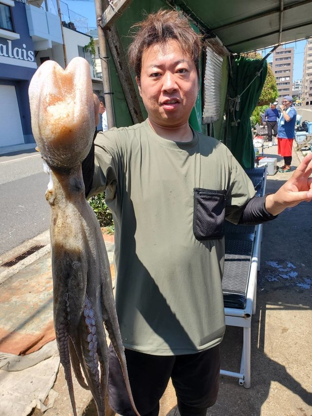 マダコ