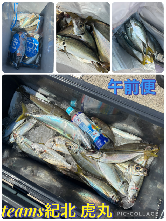 アジ(マアジ)