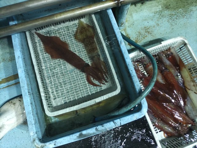 ヤリイカ