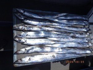 タチウオ