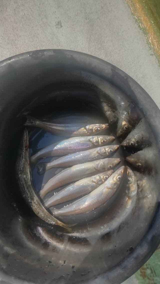 シロギス