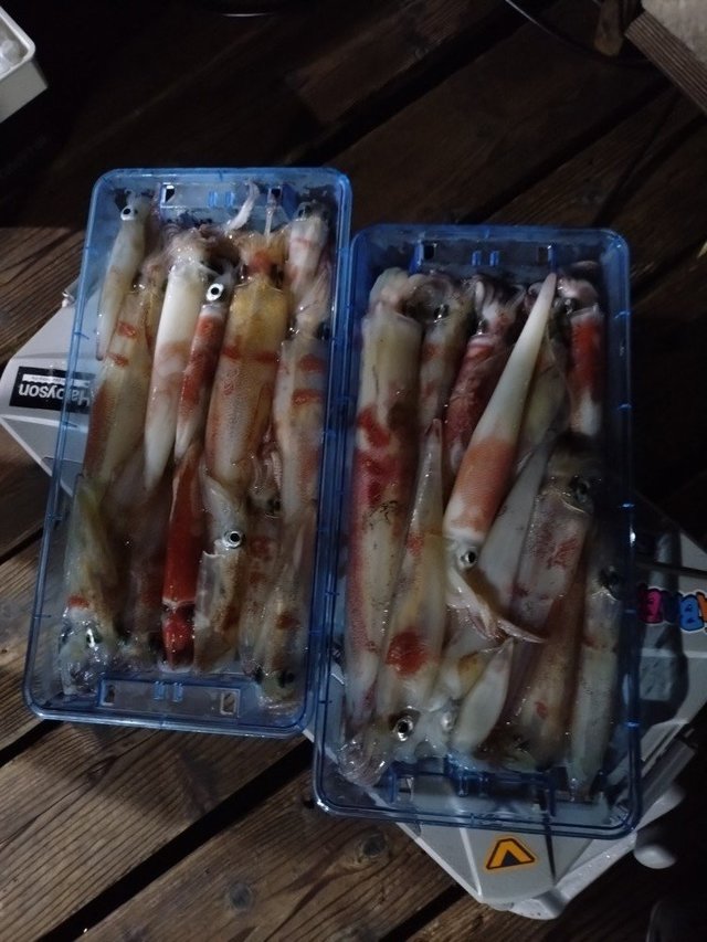 ケンサキイカ